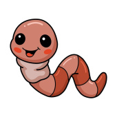 Опарыш красный (25гр с землей)